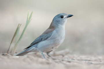 A portrait of a wild Grey shrikethrush (Colluricincla harmonica) on the ground isolated against a blurred background, Australia