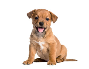 Playful Puppy Sitting with Tongue Out and One Ear Flopped, Side Angle View, Isolated