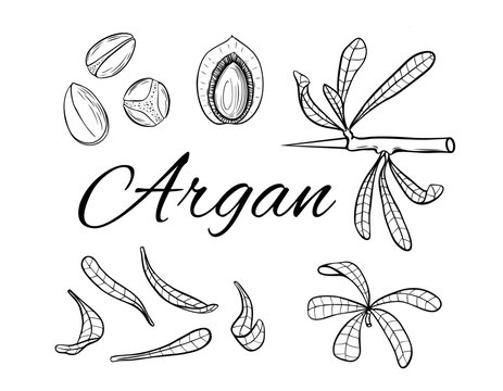 Argan tree parts. Hand drawn vector illustration. Cosmetic plant parts isolated on white background.