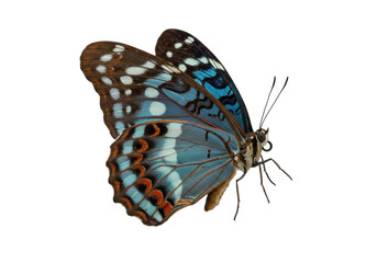 Fototapeta premium A red-spotted purple butterfly, vibrant iridescent blue patterns, black and white markings, delicate antennae, isolated on transparent background, no shadows, precise side view, static, ultra