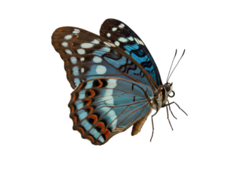 A red-spotted purple butterfly, vibrant iridescent blue patterns, black and white markings, delicate antennae, isolated on transparent background, no shadows, precise side view, static, ultra