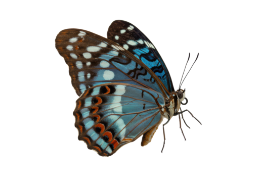 A red-spotted purple butterfly, vibrant iridescent blue patterns, black and white markings, delicate antennae, isolated on transparent background, no shadows, precise side view, static, ultra