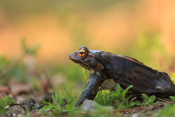 Frog in Tokyo, Japan. Japanese brown frog (Rana japonica).
