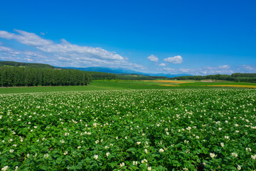 北海道　美瑛のジャガイモ畑
