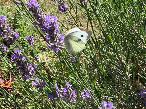 White Wing Butterfly on Lavender 