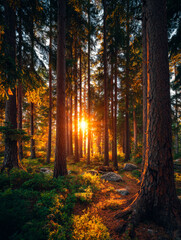 Obraz premium Serene woodland scene with sunlight filtering through tall trees at sunrise