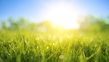 Green grass field with bright sunlight and bokeh effect creating warm summer mood