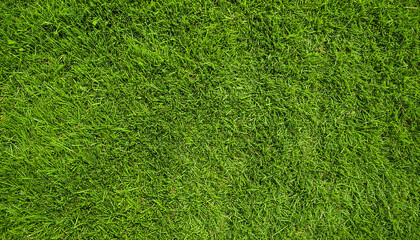 Obraz premium Green grass texture background with fresh natural blades and vibrant color
