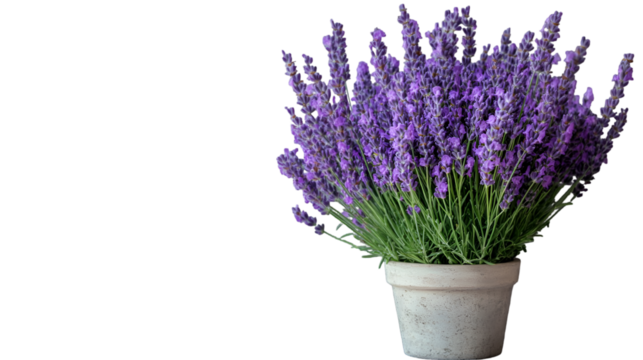Beautiful lavender plant in pot on black background for home decor and aromatherapy gardening ideas isolated on transparent background