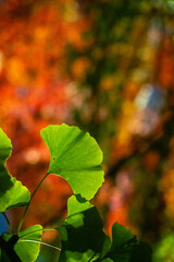 イチョウの葉と黄色いイチョウ