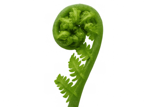 Vibrant green fern frond unfurling delicate leaves, emerging from curled state against clean transparent backdrop