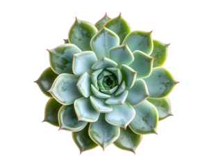 Succulent rosette isolated on black background