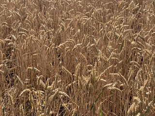 Closeup View of Field of Wheat