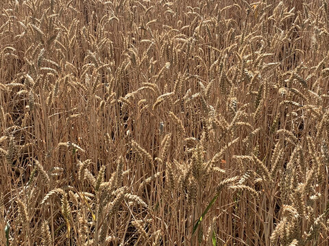 Closeup View of Field of Wheat