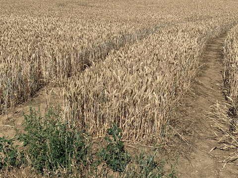 Crop Field Tramlines
