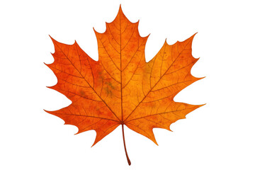 Fototapeta premium Close-up of a vibrant orange maple leaf, isolated on a transparent background, capturing the essence of autumn