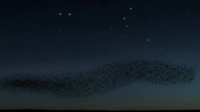 Flock of birds flying at night under starry sky with Big Dipper visible. Stunning nature scene shows synchronized bird murmuration and constellations in the peaceful night sky