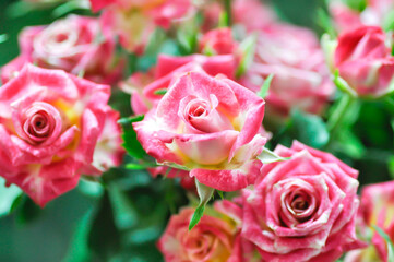 pink rose in a vase or Garden roses , zaide rose or William Christie Rose or Mary Rose