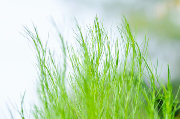Dog fennel, dogfennel or Eupatorium capillifolium or false dill tree or Asteraceae