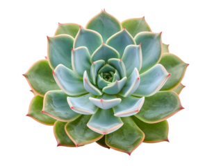 Echeveria succulent rosette on black background