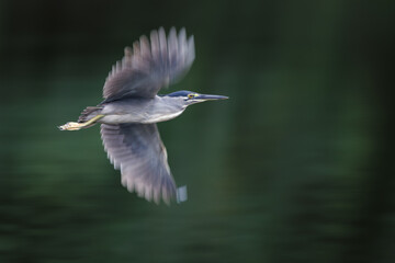 Striated Heron, Butorides striata, Green-backed heron, flying, hovering in the air before diving...