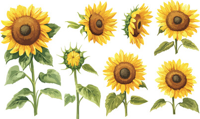 Watercolor Sunflower Border with Buds and Leaves on White Background