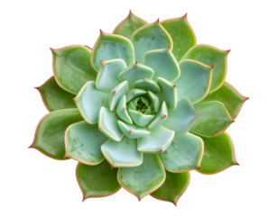 Succulent rosette in closeup isolated view