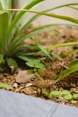 A candid close-up of a small lizard standing alert on a gravel patch, surrounded by tropical plants and earthy textures. Captured in natural daylight with shallow depth of field, this image offers a g