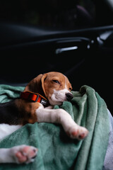 A sleepy beagle puppy nestled in a soft green blanket during a car ride. Captured in low light with...