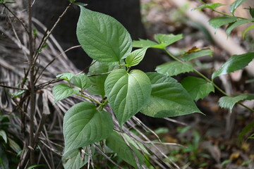 Nyctanthes arbor tristis plant. Its other names  night blooming jasmine, tree of sorrow flower, coral jasmine and  shiuli. Harsigar or parijat plant.