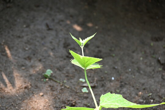 Nyctanthes arbor tristis plant. Its other names &nbsp;night blooming jasmine, tree of sorrow flower, coral jasmine and  shiuli. Harsigar or parijat plant.
