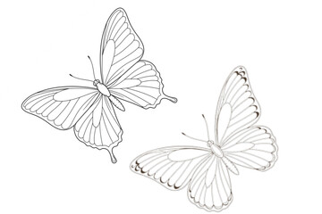 Two outlined butterflies are displayed, perfect for coloring books, logos, spring themes, or nature-inspired designs that need an elegant touch.