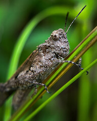 A brown grasshopper of the genus Calliptamus against a green blurred background, thanks to its natural camouflage and rough body texture it resembles tree bark.
