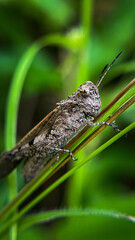 A grasshopper with a rough brown coloring on a green blurred background. The photo conveys the effect of natural camouflage.