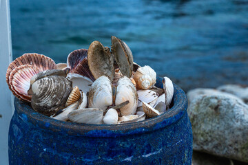 Mix of various sea shells from the crustaceans and mollusks families such as clams, oysters, scallops, conch, mussels collected in a blue barrel at the coastline of a Norwegian fjord