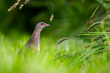 Corn crake (Crex crex) in a meadow. Bieszczady, Carpathian Mountains, Poland.