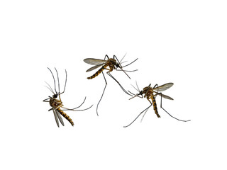 spider isolated on white background