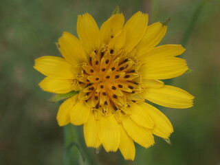 Salsifies (Tragopogon)