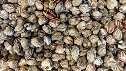 A large pile of fresh blood cockles (Anadara granosa) with ribbed shells, commonly used in Southeast Asian cuisine. Close-up view showcasing texture, color, and natural pattern, perfect for seafood.