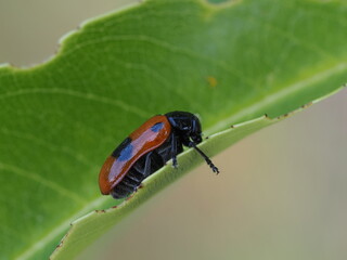 Clytra laeviuscula