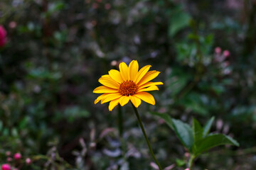 Yellow Heliopsis Flower Close-Up on Green Nature Background &mdash; Summer Botanical Macro, Garden Bloom, Floral Photography