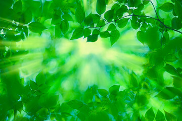 sunshine forest leaves
