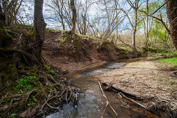 river in the forest