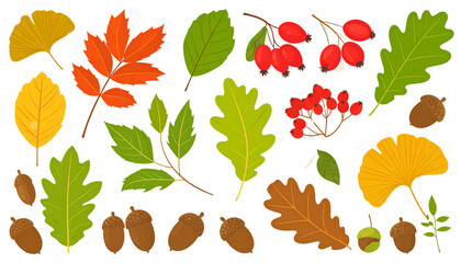 Fototapeta premium Autumn leaves isolated on white background.