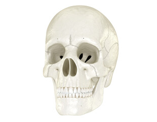 Obraz premium Human skull, Dental 3D illustration
