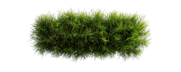 A vibrant green grass tuft is isolated on transparent background, showcasing its lush texture