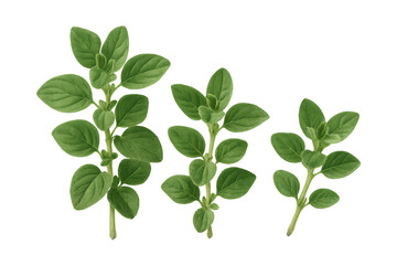 Obraz premium Three sprigs of fresh oregano are displayed on a transparent background, ready to enhance culinary creations
