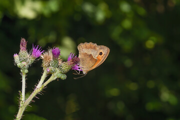Small Heath Butterfly resp.Coenonympha pamphilus on Creeping Thistle resp.Cirsium arvense,Rhineland,Germany
