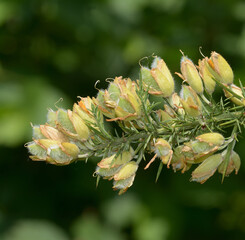 common gorse resp.Ulex europaeus in bloom,Rhineland,Germany