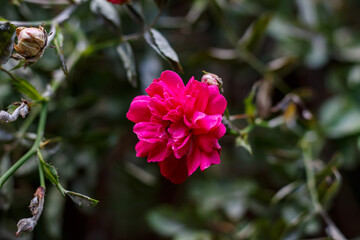Red Roses in Garden — Close-Up of Blooming Scarlet Rosebuds, Summer Flowers, Romantic Natural...